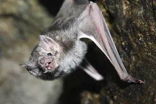 Vampire bats