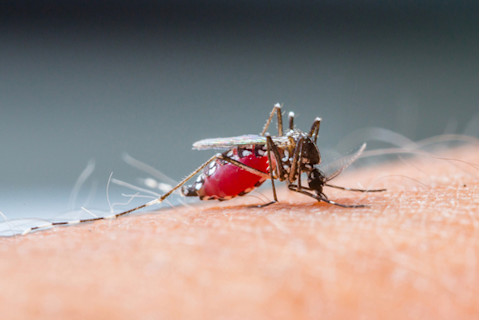 Mosquito sucking human blood
