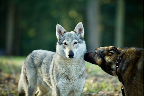 Portrait of a domesticated wolf dog and a brown shepherd