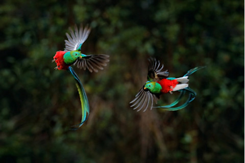 Quetzal birds in flight