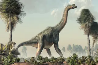 Brachiosaurus, sauropod dinosaur standing in a wetland