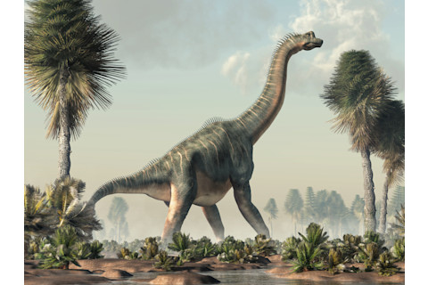 Brachiosaurus, sauropod dinosaur standing in a wetland