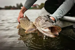 Fishing. Catch and release trophy Northern Pike.