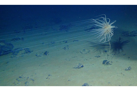 Relicanthus sp.