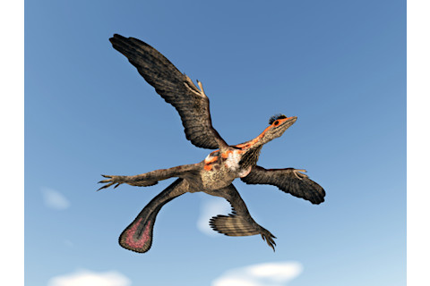 Dinosaur Microraptor Computer generated 3D illustration
