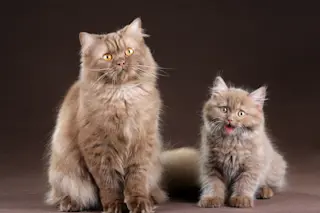 Older and younger cat