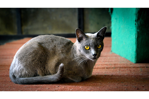 Burmese Cat