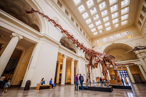 iew of an impressive fossil skeleton of a Titanosaur, one of the largest animals ever lived, at the Field Natural History Museum in Chicago, IL, USA