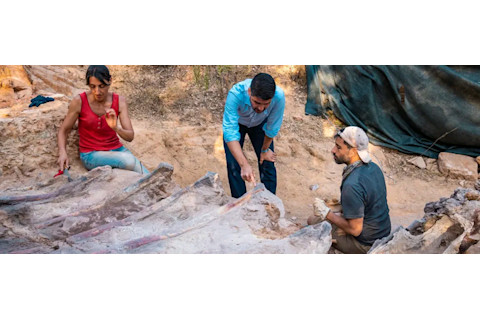 Large sauropod dinosaur in Pombal, probably one of the largest yet discovered