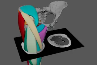 Part of Wiseman's Lucy model showing Lucy leg muscles