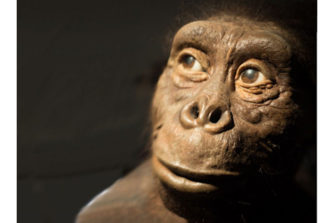 An artist’s depiction of Lucy, the world’s most famous Australopithecus africanus.