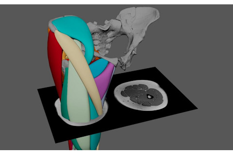 Part of Wiseman's Lucy model showing Lucy leg muscles
