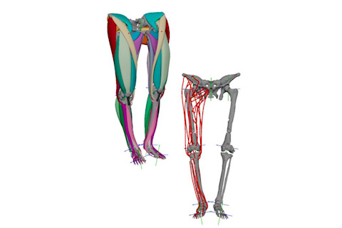 Lucy had well adapted leg muscles to walk in grasslands