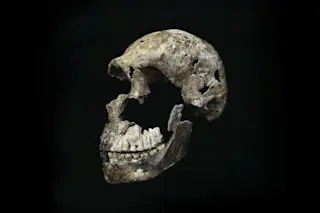 Homo Naledi skull