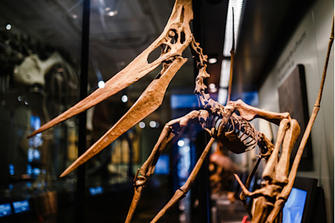 Skeleton of a huge flying dinosaur pterodactyl at the Museum of Natural History in Vienna, Austria