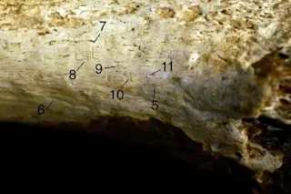 Hominin tibia marks