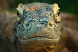 Komodo dragon (Varanus komodoensis) 