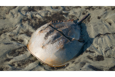 Horseshoe crab in the sand on Jekyll Island beach on the coast of Georgia, USA