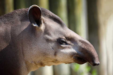 South American tapir (Tapirus terrestris)