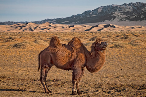 Side View of Standing Camel in Gobi Desert, Mongolia