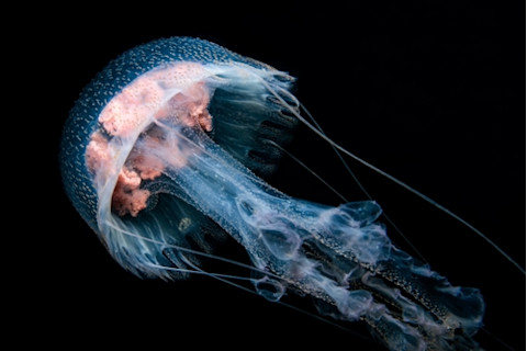 Jelly Fish - Pelagia noctiluca - In Cabo San Lucas
