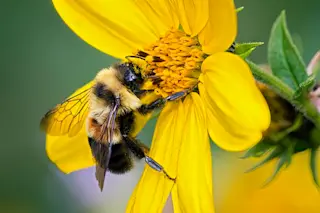 Low-Res Rusty patched bumble bee cbolt 08082015 DSC9052 patched 72