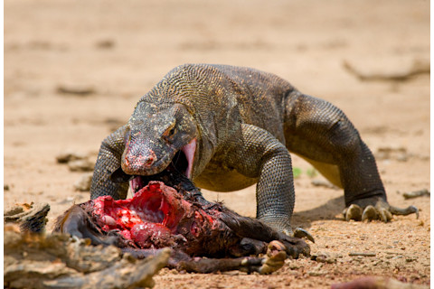 Komodo at lunch