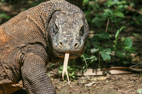 Komodo Dragon