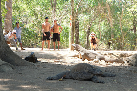 Komodo and potential human meals