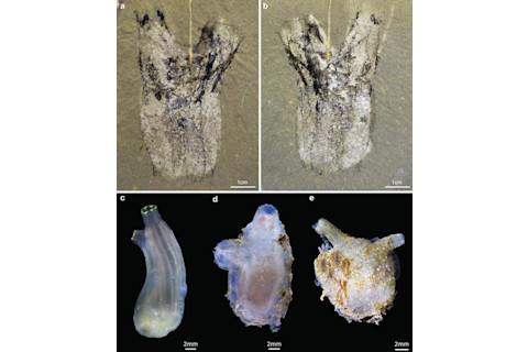 Low-Res Tunicate Figure 2