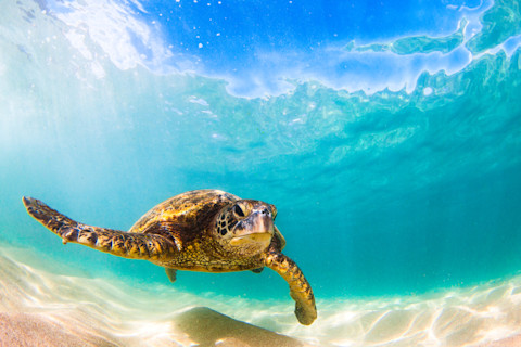 Hawaiian Green Sea Turtle Cruising in the Warm waters of the Pacific Ocean in Hawaii