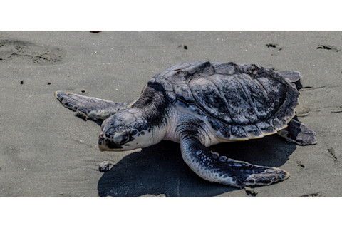 A Kemp's ridley sea turtle being released back into the wild after treatment at the Aquarium for injuries received when a fisherman accidentally hooked him.