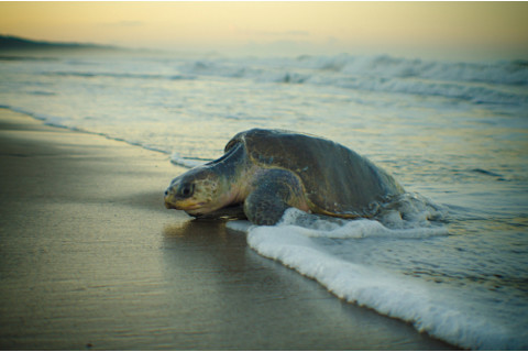 Olive ridley turtle going out of the sea to lay eggs