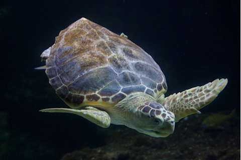 Loggerhead sea turtle (Caretta caretta), also known as the loggerhead.