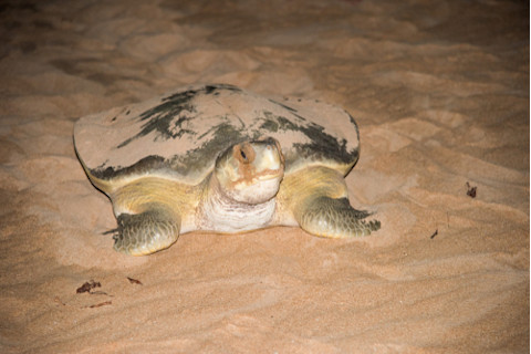 Adult female flatback sea turtle crawling towards the sea in its natural habitat at night at Bare Sand Island off the top end in the Northern Territory of Australia