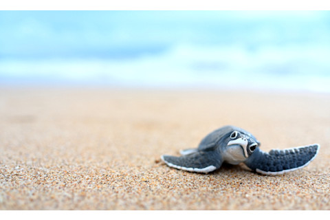 Little turtle on a white beach