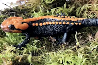 Newt 