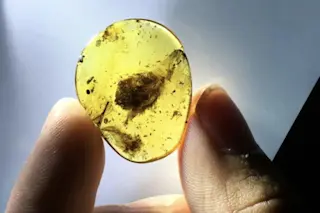 Amber feathers