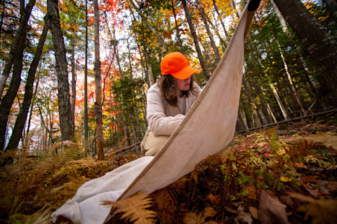 Student conducting tick survey - University of Maine