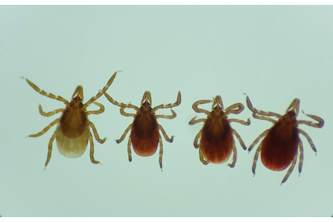 blacklegged ticks - University of Maine