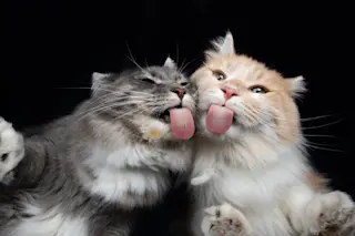 Cats Licking