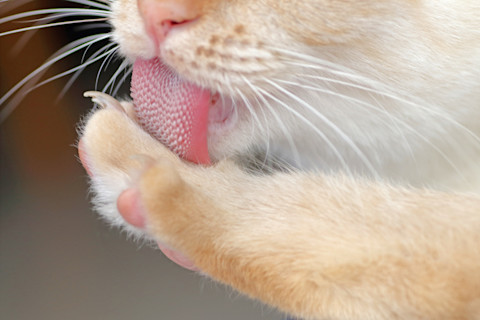 Cat tongue close up
