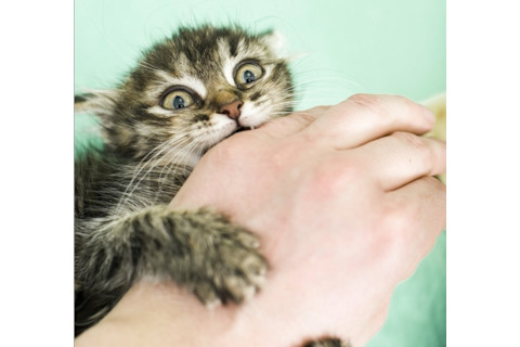 Cat biting a hand