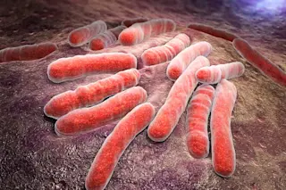 Tuberculosis bacteria