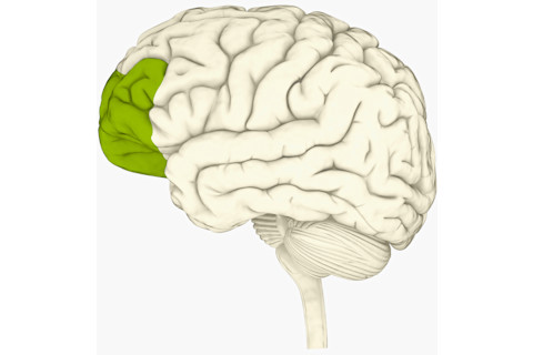 Digital illustration of prefrontal cortex of human brain