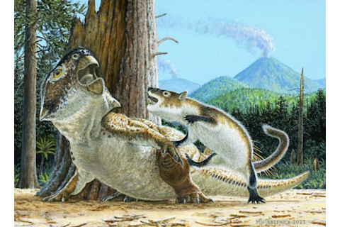 Artist renderning of Repenomamus robustus ancient badgerlike mammal attacking Psittacosaurus dinosaur