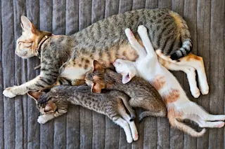 So many kittehs