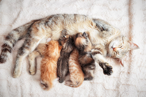 Cat nursing baby kittens