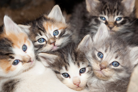 Litter of kittens