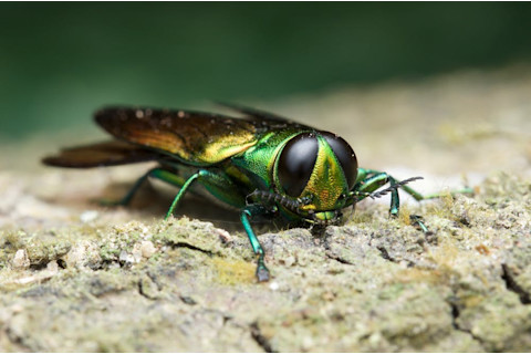 emerald ash borer